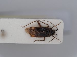  ( - BGE_ZSM_HET_0396)  @11 [ ] by-nc-sa (2024) SNSB, Staatliche Naturwissenschaftliche Sammlungen Bayerns ZSM (SNSB, Zoologische Staatssammlung Muenchen)