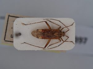  (Closterotomus costae - BGE_ZSM_HET_0397)  @11 [ ] by-nc-sa (2024) SNSB, Staatliche Naturwissenschaftliche Sammlungen Bayerns ZSM (SNSB, Zoologische Staatssammlung Muenchen)