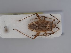  (Closterotomus histrio - BGE_ZSM_HET_0401)  @11 [ ] by-nc-sa (2024) SNSB, Staatliche Naturwissenschaftliche Sammlungen Bayerns ZSM (SNSB, Zoologische Staatssammlung Muenchen)