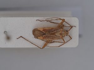  (Closterotomus krueperi - BGE_ZSM_HET_0402)  @11 [ ] by-nc-sa (2024) SNSB, Staatliche Naturwissenschaftliche Sammlungen Bayerns ZSM (SNSB, Zoologische Staatssammlung Muenchen)