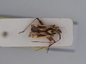  (Closterotomus picturatus - BGE_ZSM_HET_0405)  @11 [ ] by-nc-sa (2024) SNSB, Staatliche Naturwissenschaftliche Sammlungen Bayerns ZSM (SNSB, Zoologische Staatssammlung Muenchen)