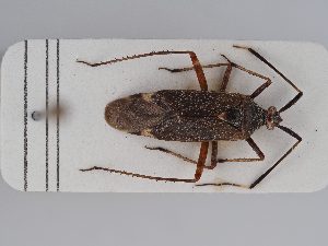  (Closterotomus princeps - BGE_ZSM_HET_0409)  @11 [ ] by-nc-sa (2024) SNSB, Staatliche Naturwissenschaftliche Sammlungen Bayerns ZSM (SNSB, Zoologische Staatssammlung Muenchen)