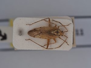  (Closterotomus putoni - BGE_ZSM_HET_0411)  @11 [ ] by-nc-sa (2024) SNSB, Staatliche Naturwissenschaftliche Sammlungen Bayerns ZSM (SNSB, Zoologische Staatssammlung Muenchen)