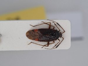  (Closterotomus reuteri - BGE_ZSM_HET_0412)  @11 [ ] by-nc-sa (2024) SNSB, Staatliche Naturwissenschaftliche Sammlungen Bayerns ZSM (SNSB, Zoologische Staatssammlung Muenchen)