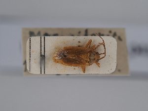  (Closterotomus tunetanus - BGE_ZSM_HET_0415)  @11 [ ] by-nc-sa (2024) SNSB, Staatliche Naturwissenschaftliche Sammlungen Bayerns ZSM (SNSB, Zoologische Staatssammlung Muenchen)