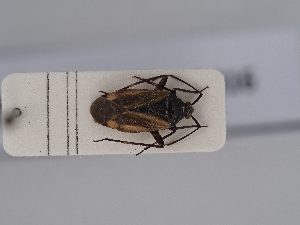  (Closterotomus vicinus - BGE_ZSM_HET_0416)  @11 [ ] by-nc-sa (2024) SNSB, Staatliche Naturwissenschaftliche Sammlungen Bayerns ZSM (SNSB, Zoologische Staatssammlung Muenchen)