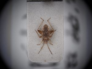  ( - BGE_ZSM_HET_0417)  @11 [ ] by-nc-sa (2024) SNSB, Staatliche Naturwissenschaftliche Sammlungen Bayerns ZSM (SNSB, Zoologische Staatssammlung Muenchen)