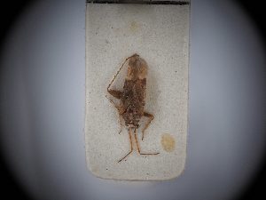  (Compsidolon balachowskyi - BGE_ZSM_HET_0418)  @11 [ ] by-nc-sa (2024) SNSB, Staatliche Naturwissenschaftliche Sammlungen Bayerns ZSM (SNSB, Zoologische Staatssammlung Muenchen)