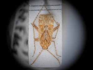  (Compsidolon longiceps - BGE_ZSM_HET_0419)  @11 [ ] by-nc-sa (2024) SNSB, Staatliche Naturwissenschaftliche Sammlungen Bayerns ZSM (SNSB, Zoologische Staatssammlung Muenchen)