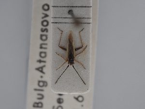  (Conostethus angustus - BGE_ZSM_HET_0421)  @11 [ ] by-nc-sa (2024) SNSB, Staatliche Naturwissenschaftliche Sammlungen Bayerns ZSM (SNSB, Zoologische Staatssammlung Muenchen)