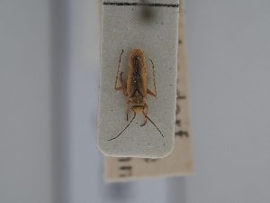  (Conostethus hungaricus - BGE_ZSM_HET_0423)  @11 [ ] by-nc-sa (2024) SNSB, Staatliche Naturwissenschaftliche Sammlungen Bayerns ZSM (SNSB, Zoologische Staatssammlung Muenchen)