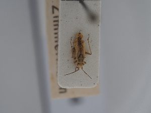  ( - BGE_ZSM_HET_0424)  @11 [ ] by-nc-sa (2024) SNSB, Staatliche Naturwissenschaftliche Sammlungen Bayerns ZSM (SNSB, Zoologische Staatssammlung Muenchen)
