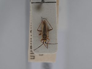  ( - BGE_ZSM_HET_0425)  @11 [ ] by-nc-sa (2024) SNSB, Staatliche Naturwissenschaftliche Sammlungen Bayerns ZSM (SNSB, Zoologische Staatssammlung Muenchen)