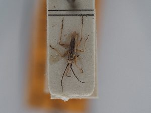  ( - BGE_ZSM_HET_0426)  @11 [ ] by-nc-sa (2024) SNSB, Staatliche Naturwissenschaftliche Sammlungen Bayerns ZSM (SNSB, Zoologische Staatssammlung Muenchen)