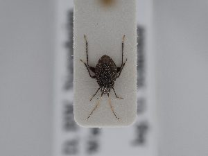  ( - BGE_ZSM_HET_0430)  @11 [ ] by-nc-sa (2024) SNSB, Staatliche Naturwissenschaftliche Sammlungen Bayerns ZSM (SNSB, Zoologische Staatssammlung Muenchen)