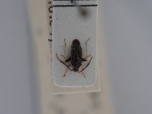  (Criocoris piceicornis - BGE_ZSM_HET_0431)  @11 [ ] by-nc-sa (2024) SNSB, Staatliche Naturwissenschaftliche Sammlungen Bayerns ZSM (SNSB, Zoologische Staatssammlung Muenchen)