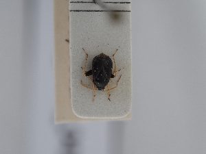  ( - BGE_ZSM_HET_0432)  @11 [ ] by-nc-sa (2024) SNSB, Staatliche Naturwissenschaftliche Sammlungen Bayerns ZSM (SNSB, Zoologische Staatssammlung Muenchen)