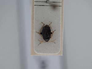  ( - BGE_ZSM_HET_0433)  @11 [ ] by-nc-sa (2024) SNSB, Staatliche Naturwissenschaftliche Sammlungen Bayerns ZSM (SNSB, Zoologische Staatssammlung Muenchen)