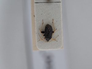  ( - BGE_ZSM_HET_0434)  @11 [ ] by-nc-sa (2024) SNSB, Staatliche Naturwissenschaftliche Sammlungen Bayerns ZSM (SNSB, Zoologische Staatssammlung Muenchen)