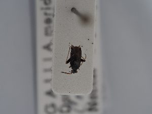  (Criocoris sulcicornis - BGE_ZSM_HET_0435)  @11 [ ] by-nc-sa (2024) SNSB, Staatliche Naturwissenschaftliche Sammlungen Bayerns ZSM (SNSB, Zoologische Staatssammlung Muenchen)