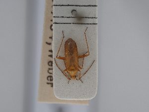  ( - BGE_ZSM_HET_0437)  @11 [ ] by-nc-sa (2024) SNSB, Staatliche Naturwissenschaftliche Sammlungen Bayerns ZSM (SNSB, Zoologische Staatssammlung Muenchen)