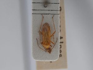  ( - BGE_ZSM_HET_0439)  @11 [ ] by-nc-sa (2024) SNSB, Staatliche Naturwissenschaftliche Sammlungen Bayerns ZSM (SNSB, Zoologische Staatssammlung Muenchen)