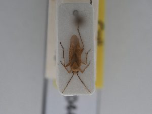  ( - BGE_ZSM_HET_0442)  @11 [ ] by-nc-sa (2024) SNSB, Staatliche Naturwissenschaftliche Sammlungen Bayerns ZSM (SNSB, Zoologische Staatssammlung Muenchen)
