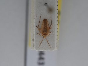  ( - BGE_ZSM_HET_0443)  @11 [ ] by-nc-sa (2024) SNSB, Staatliche Naturwissenschaftliche Sammlungen Bayerns ZSM (SNSB, Zoologische Staatssammlung Muenchen)