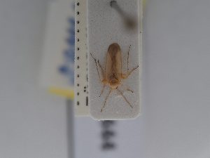  ( - BGE_ZSM_HET_0444)  @11 [ ] by-nc-sa (2024) SNSB, Staatliche Naturwissenschaftliche Sammlungen Bayerns ZSM (SNSB, Zoologische Staatssammlung Muenchen)