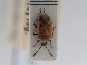  ( - BGE_ZSM_HET_0449)  @11 [ ] by-nc-sa (2024) SNSB, Staatliche Naturwissenschaftliche Sammlungen Bayerns ZSM (SNSB, Zoologische Staatssammlung Muenchen)