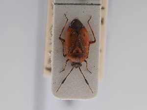  ( - BGE_ZSM_HET_0450)  @11 [ ] by-nc-sa (2024) SNSB, Staatliche Naturwissenschaftliche Sammlungen Bayerns ZSM (SNSB, Zoologische Staatssammlung Muenchen)