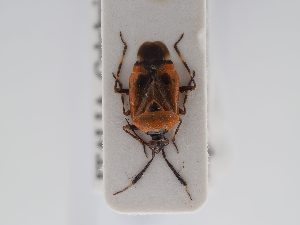  ( - BGE_ZSM_HET_0451)  @11 [ ] by-nc-sa (2024) SNSB, Staatliche Naturwissenschaftliche Sammlungen Bayerns ZSM (SNSB, Zoologische Staatssammlung Muenchen)