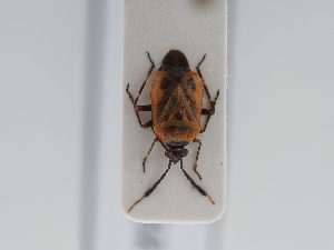  ( - BGE_ZSM_HET_0452)  @11 [ ] by-nc-sa (2024) SNSB, Staatliche Naturwissenschaftliche Sammlungen Bayerns ZSM (SNSB, Zoologische Staatssammlung Muenchen)