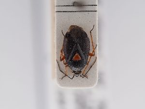  ( - BGE_ZSM_HET_0453)  @11 [ ] by-nc-sa (2024) SNSB, Staatliche Naturwissenschaftliche Sammlungen Bayerns ZSM (SNSB, Zoologische Staatssammlung Muenchen)