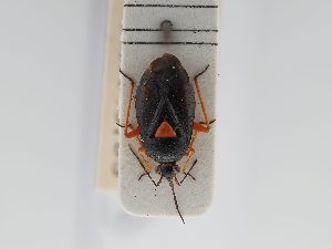  ( - BGE_ZSM_HET_0454)  @11 [ ] by-nc-sa (2024) SNSB, Staatliche Naturwissenschaftliche Sammlungen Bayerns ZSM (SNSB, Zoologische Staatssammlung Muenchen)