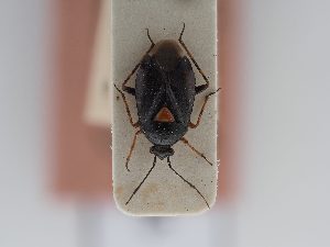  ( - BGE_ZSM_HET_0455)  @11 [ ] by-nc-sa (2024) SNSB, Staatliche Naturwissenschaftliche Sammlungen Bayerns ZSM (SNSB, Zoologische Staatssammlung Muenchen)