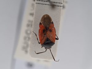 ( - BGE_ZSM_HET_0459)  @11 [ ] by-nc-sa (2024) SNSB, Staatliche Naturwissenschaftliche Sammlungen Bayerns ZSM (SNSB, Zoologische Staatssammlung Muenchen)