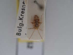  (Dichrooscytus bureschi - BGE_ZSM_HET_0462)  @11 [ ] by-nc-sa (2024) SNSB, Staatliche Naturwissenschaftliche Sammlungen Bayerns ZSM (SNSB, Zoologische Staatssammlung Muenchen)