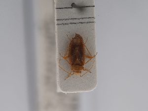  (Dichrooscytus valesianus - BGE_ZSM_HET_0469)  @11 [ ] by-nc-sa (2024) SNSB, Staatliche Naturwissenschaftliche Sammlungen Bayerns ZSM (SNSB, Zoologische Staatssammlung Muenchen)