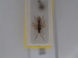  ( - BGE_ZSM_HET_0481)  @11 [ ] by-nc-sa (2024) SNSB, Staatliche Naturwissenschaftliche Sammlungen Bayerns ZSM (SNSB, Zoologische Staatssammlung Muenchen)