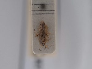 ( - BGE_ZSM_HET_0487)  @11 [ ] by-nc-sa (2024) SNSB, Staatliche Naturwissenschaftliche Sammlungen Bayerns ZSM (SNSB, Zoologische Staatssammlung Muenchen)