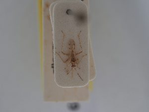  ( - BGE_ZSM_HET_0489)  @11 [ ] by-nc-sa (2024) SNSB, Staatliche Naturwissenschaftliche Sammlungen Bayerns ZSM (SNSB, Zoologische Staatssammlung Muenchen)