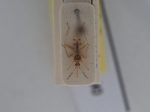  ( - BGE_ZSM_HET_0490)  @11 [ ] by-nc-sa (2024) SNSB, Staatliche Naturwissenschaftliche Sammlungen Bayerns ZSM (SNSB, Zoologische Staatssammlung Muenchen)