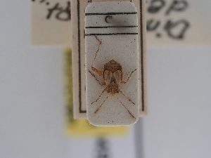  (Dimorphocoris debilis - BGE_ZSM_HET_0492)  @11 [ ] by-nc-sa (2024) SNSB, Staatliche Naturwissenschaftliche Sammlungen Bayerns ZSM (SNSB, Zoologische Staatssammlung Muenchen)