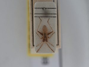  ( - BGE_ZSM_HET_0493)  @11 [ ] by-nc-sa (2024) SNSB, Staatliche Naturwissenschaftliche Sammlungen Bayerns ZSM (SNSB, Zoologische Staatssammlung Muenchen)