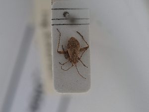  ( - BGE_ZSM_HET_0494)  @11 [ ] by-nc-sa (2024) SNSB, Staatliche Naturwissenschaftliche Sammlungen Bayerns ZSM (SNSB, Zoologische Staatssammlung Muenchen)