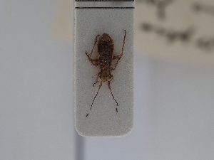  (Dimorphocoris fuscus - BGE_ZSM_HET_0495)  @11 [ ] by-nc-sa (2024) SNSB, Staatliche Naturwissenschaftliche Sammlungen Bayerns ZSM (SNSB, Zoologische Staatssammlung Muenchen)