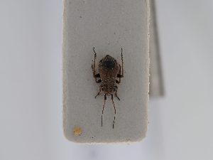  (Dimorphocoris gallicus - BGE_ZSM_HET_0498)  @11 [ ] by-nc-sa (2024) SNSB, Staatliche Naturwissenschaftliche Sammlungen Bayerns ZSM (SNSB, Zoologische Staatssammlung Muenchen)