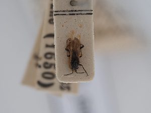  (Dimorphocoris gracilis - BGE_ZSM_HET_0500)  @11 [ ] by-nc-sa (2024) SNSB, Staatliche Naturwissenschaftliche Sammlungen Bayerns ZSM (SNSB, Zoologische Staatssammlung Muenchen)