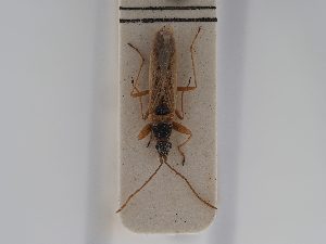  ( - BGE_ZSM_HET_0502)  @11 [ ] by-nc-sa (2024) SNSB, Staatliche Naturwissenschaftliche Sammlungen Bayerns ZSM (SNSB, Zoologische Staatssammlung Muenchen)